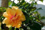 20080921 F95C2595