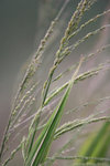 IMG_3579a