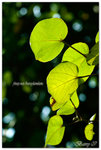 DSC_3103 copy copy