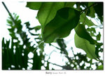 DSCN7293