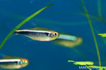 IMG_4423 copy
