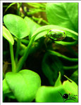 dscn5609_1