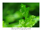 DSC_0463 copy