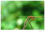 DSC_1084 copy_resize