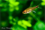 DSC_4351 copy