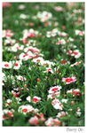 DSC_8587_resize