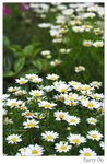 DSC_8609_resize