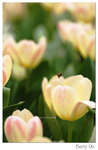 DSC_8619_resize