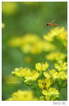 DSC_8690_resize