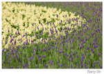 DSC_8725_resize