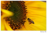 DSC_8765_resize