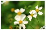 DSC_9750