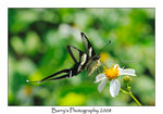 DSC_2395_2 copy