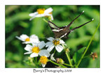 DSC_2409_1 copy