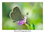 DSC_2498_1 copy