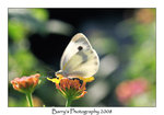 DSC_2511_2 copy