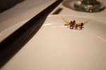 IMG_9050
