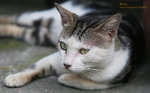 IMG_3907b
