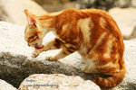 IMG_4271q