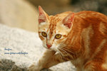 IMG_4272i