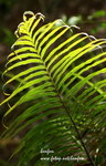 IMG_4943r