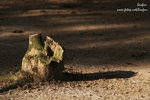 IMG_5045r