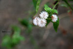 IMG_9915b