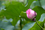 IMG_4600bre