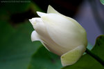IMG_4616bre