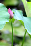 IMG_4716bre