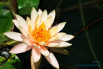 IMG_7909b
