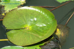 IMG_7910b