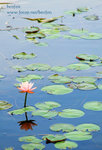 IMG_7933b