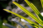 IMG_2231re