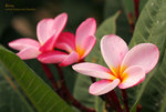 IMG_3278b
