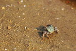 IMG_1662c