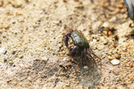 IMG_1674b