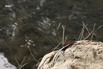 IMG_6650bre