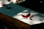 IMG_4095b