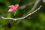 IMG_4110b
