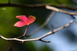 IMG_4119b