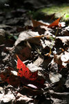 IMG_4120b