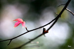 IMG_4133b