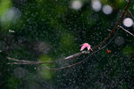 IMG_4139b