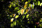 IMG_6977
