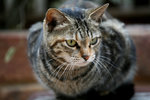 Cat in Lamma