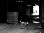 IMG_7236