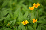 Wild Flowers
