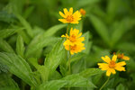 Wild Flowers
