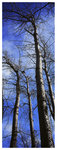 12050012 copy